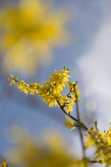 Der Frühling ist da