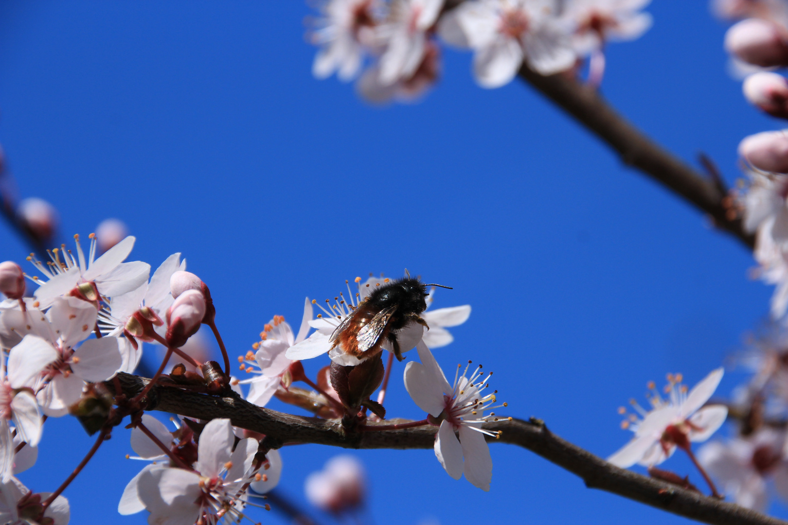 Der Frühling ist da