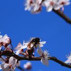 Der Frühling ist da