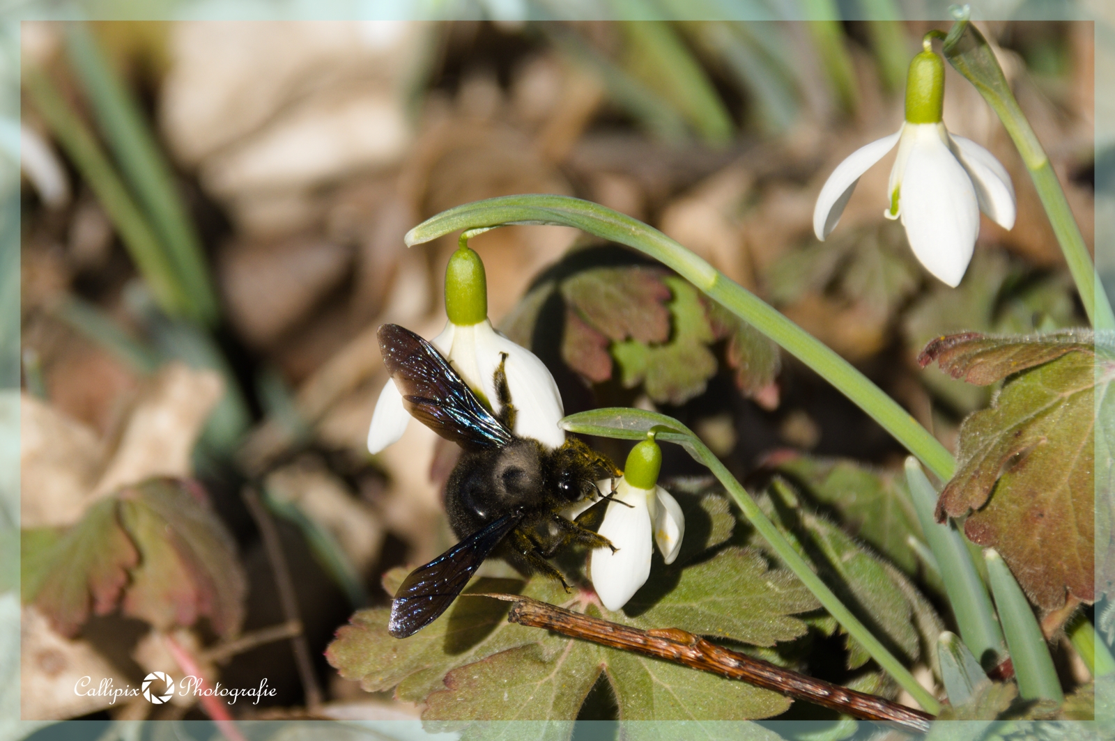 Der Frühling ist da!!