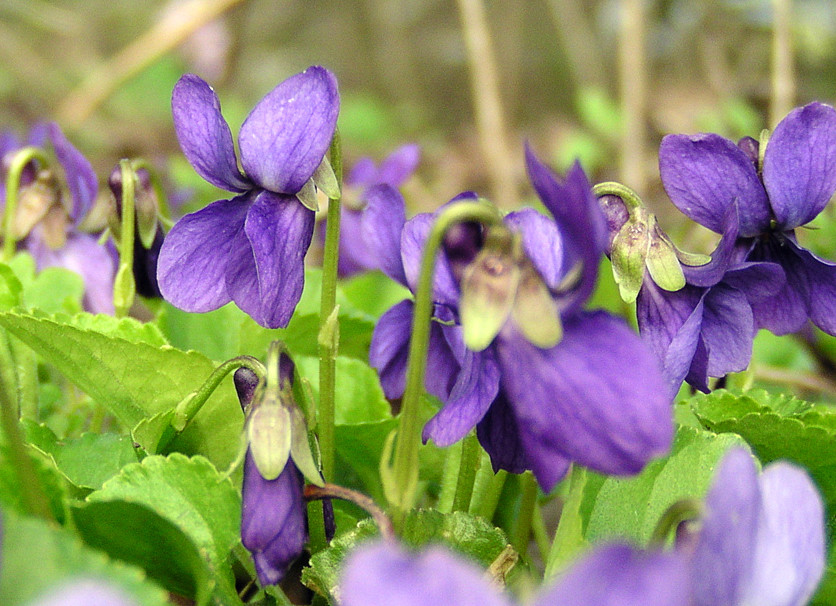 Der Frühling ist da!