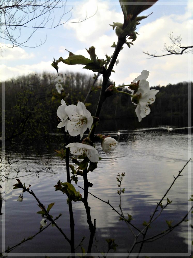 Der Frühling ist da.. von Kaydee1982 