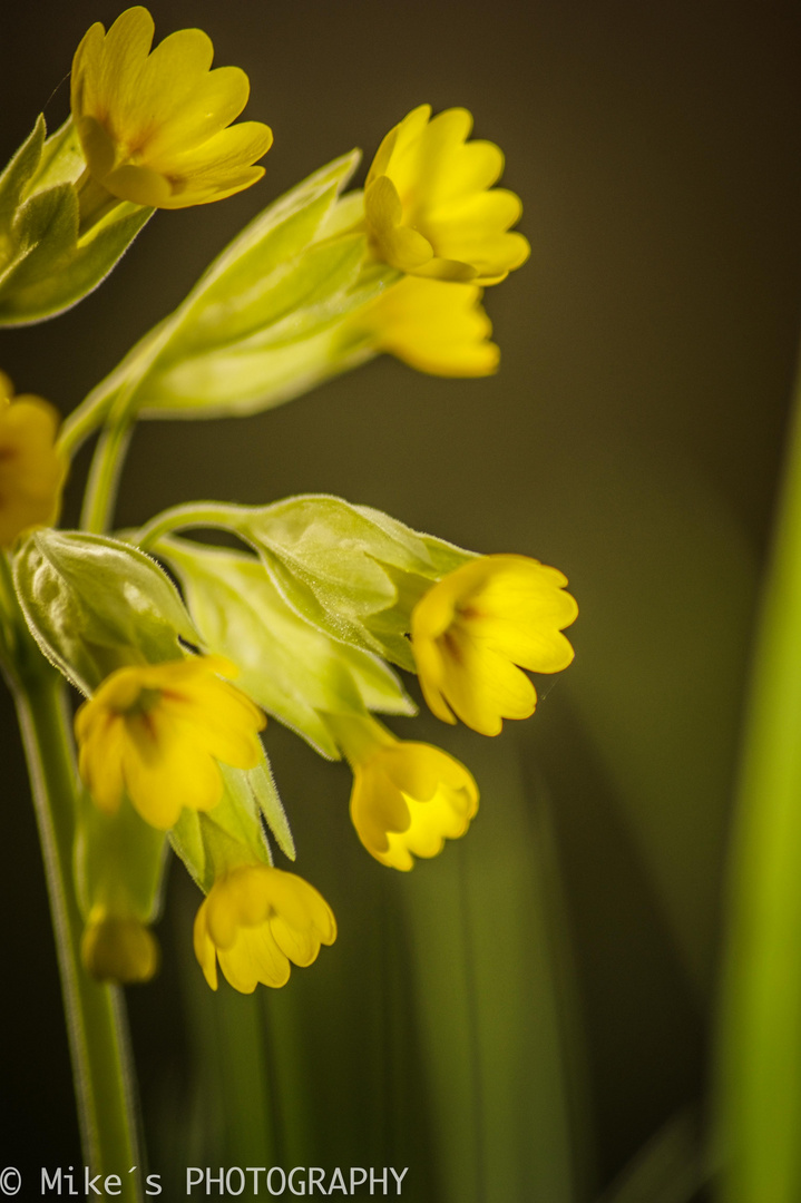 Der Frühling ist da !