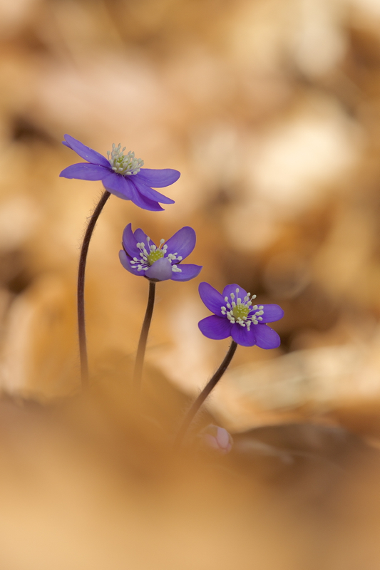 der Frühling ist da