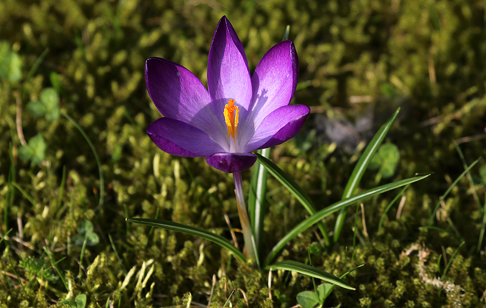 Der Frühling ist da!