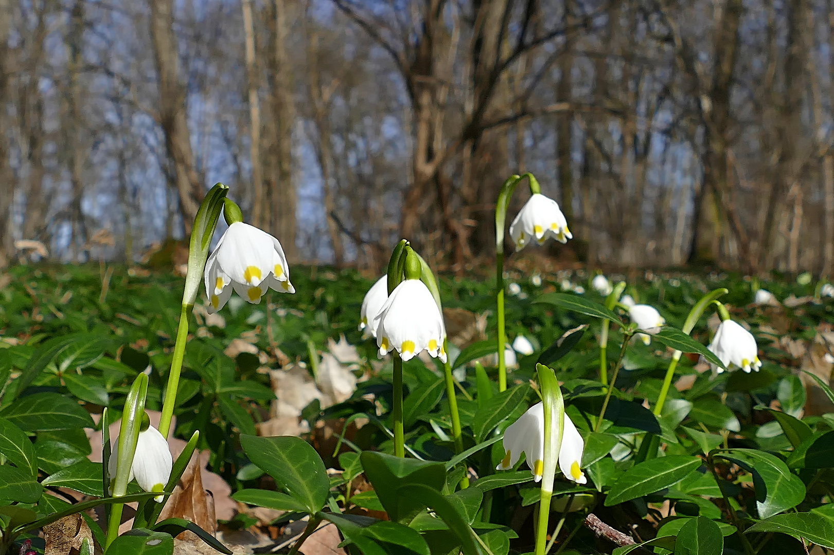 Der Frühling ist da