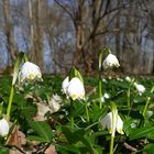 Der Frühling ist da