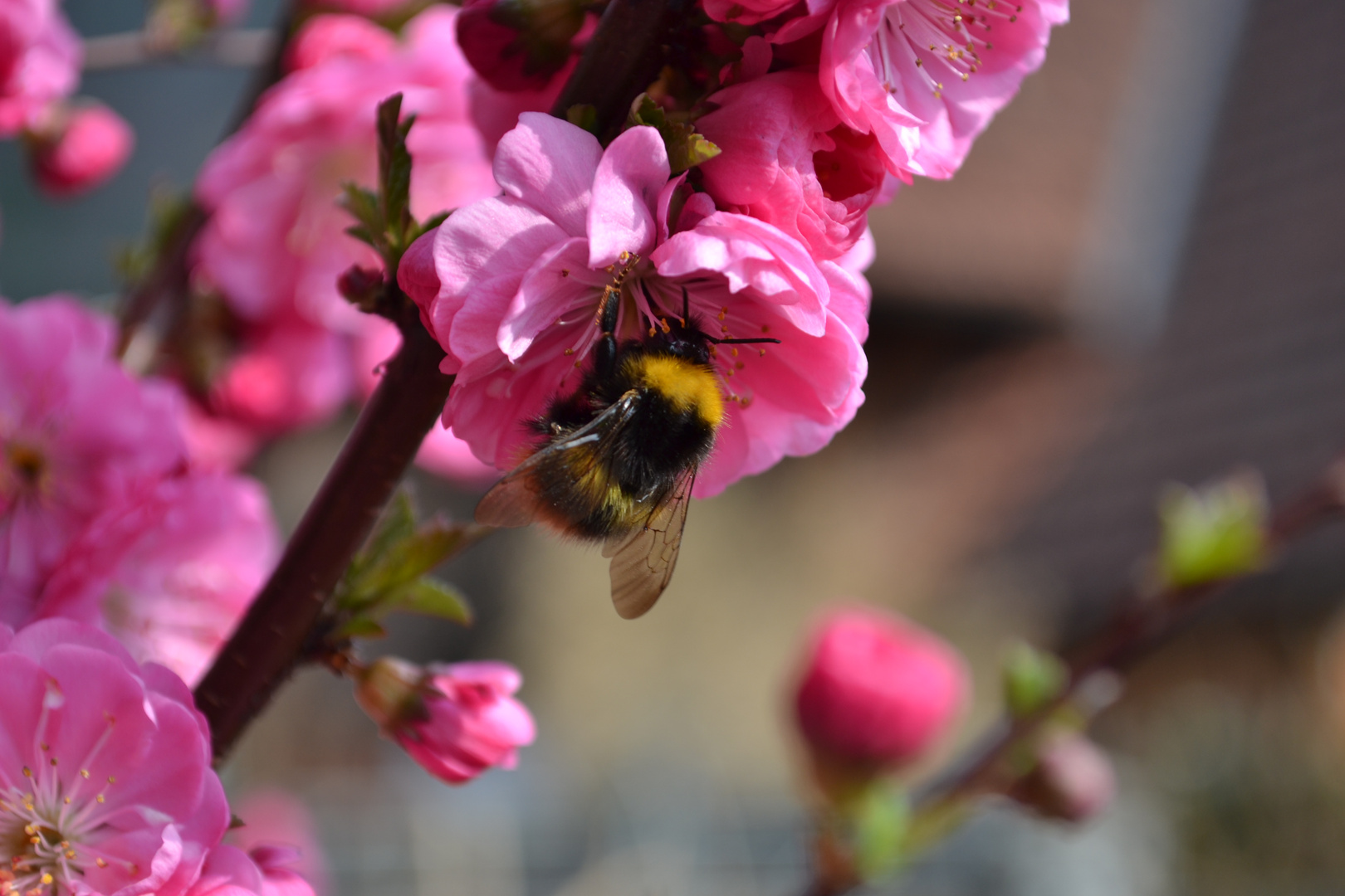 der frühling ist da :-)