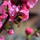 der frühling ist da :-)