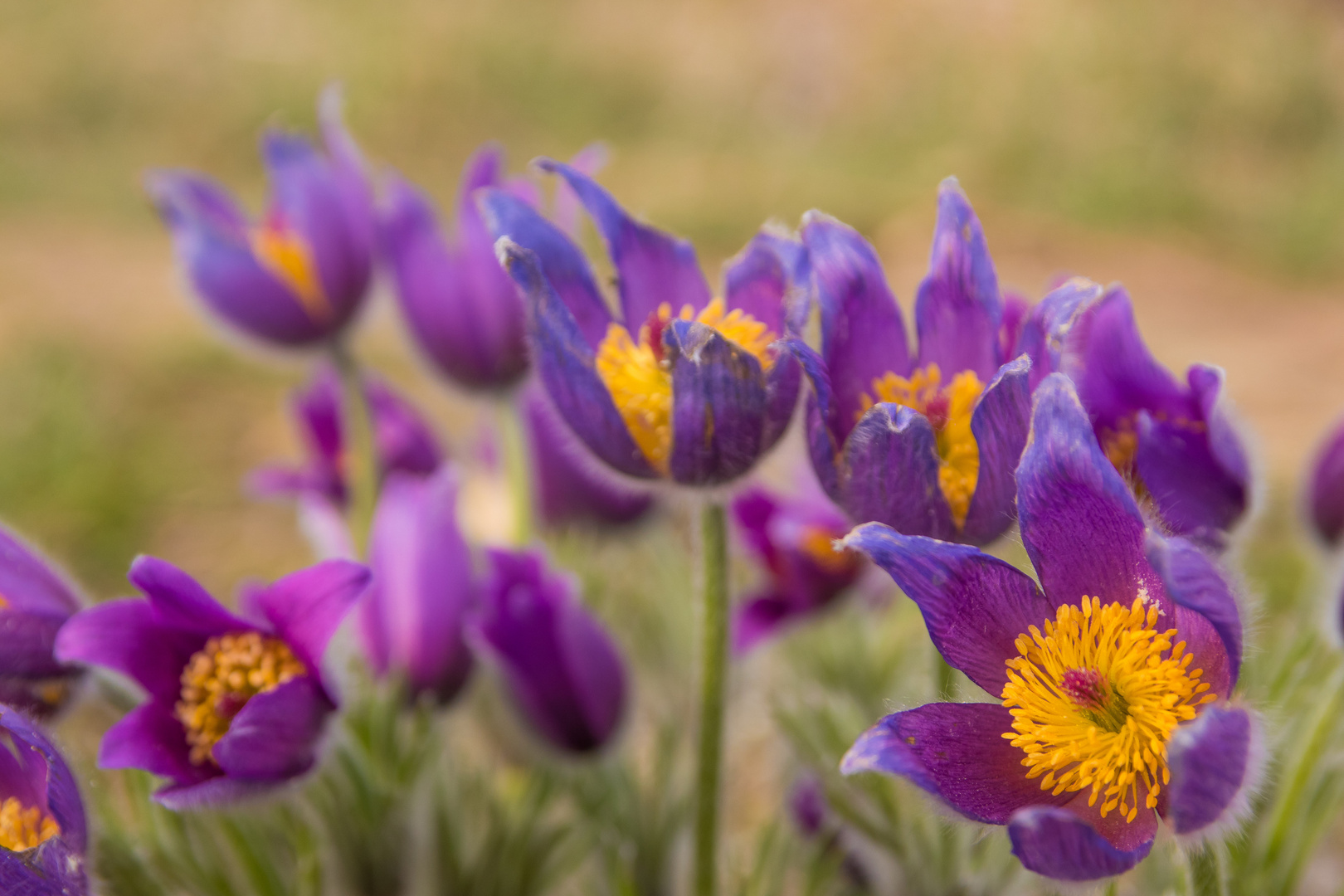 Der Frühling ist da !