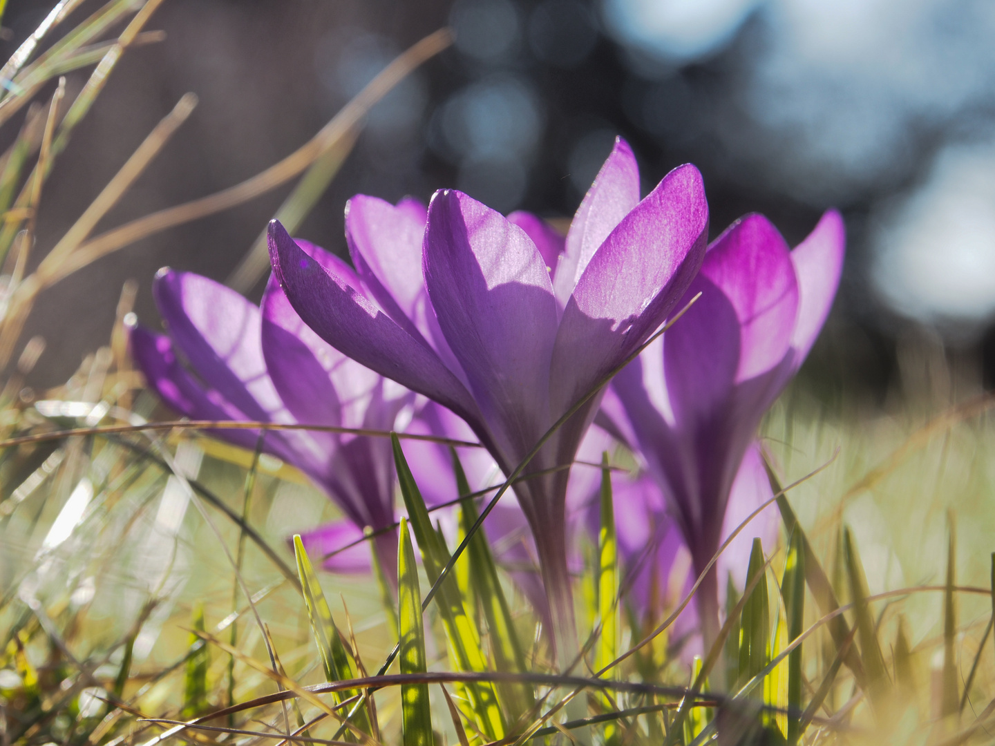 Der Frühling ist da!