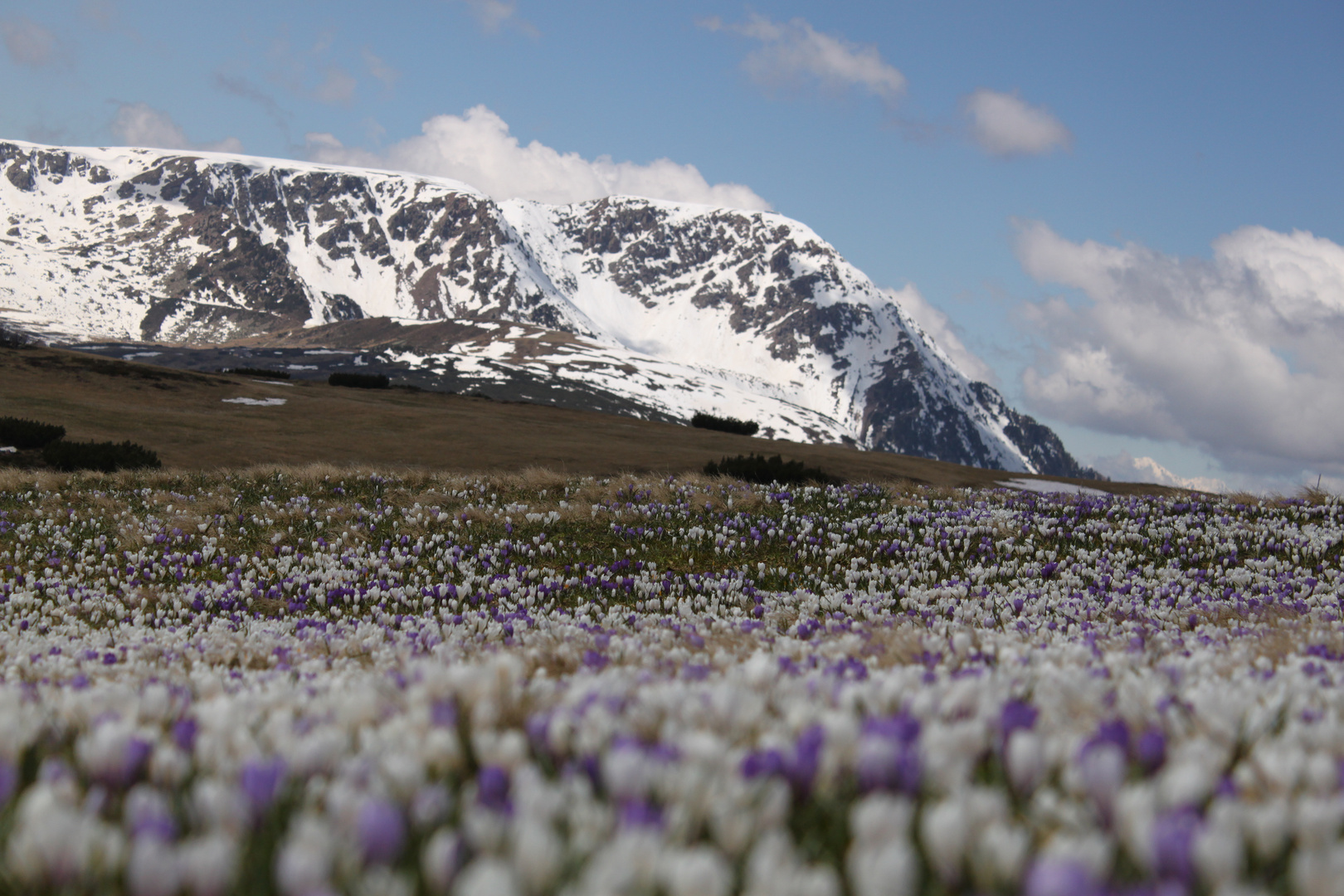 der Frühling ist da