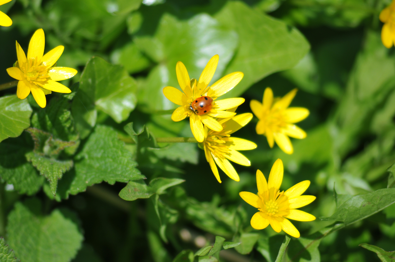 der Frühling ist da