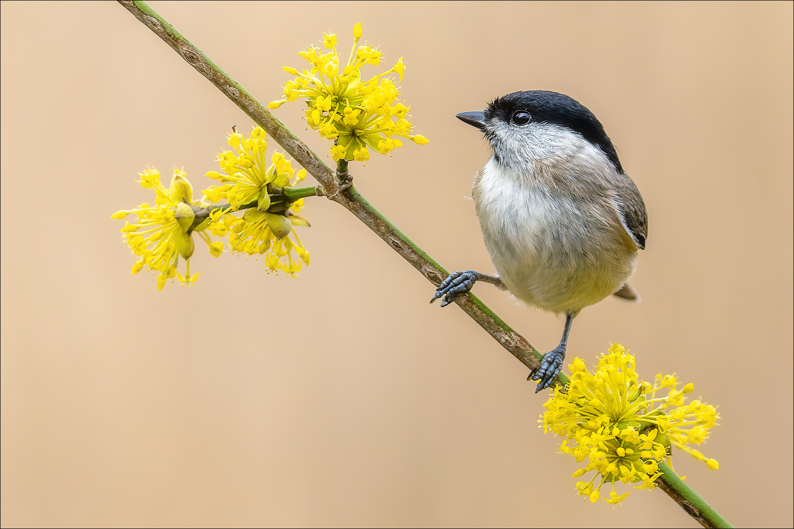 Der Frühling ist da