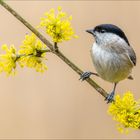 Der Frühling ist da