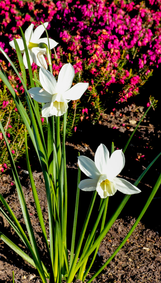 Der Frühling ist da.