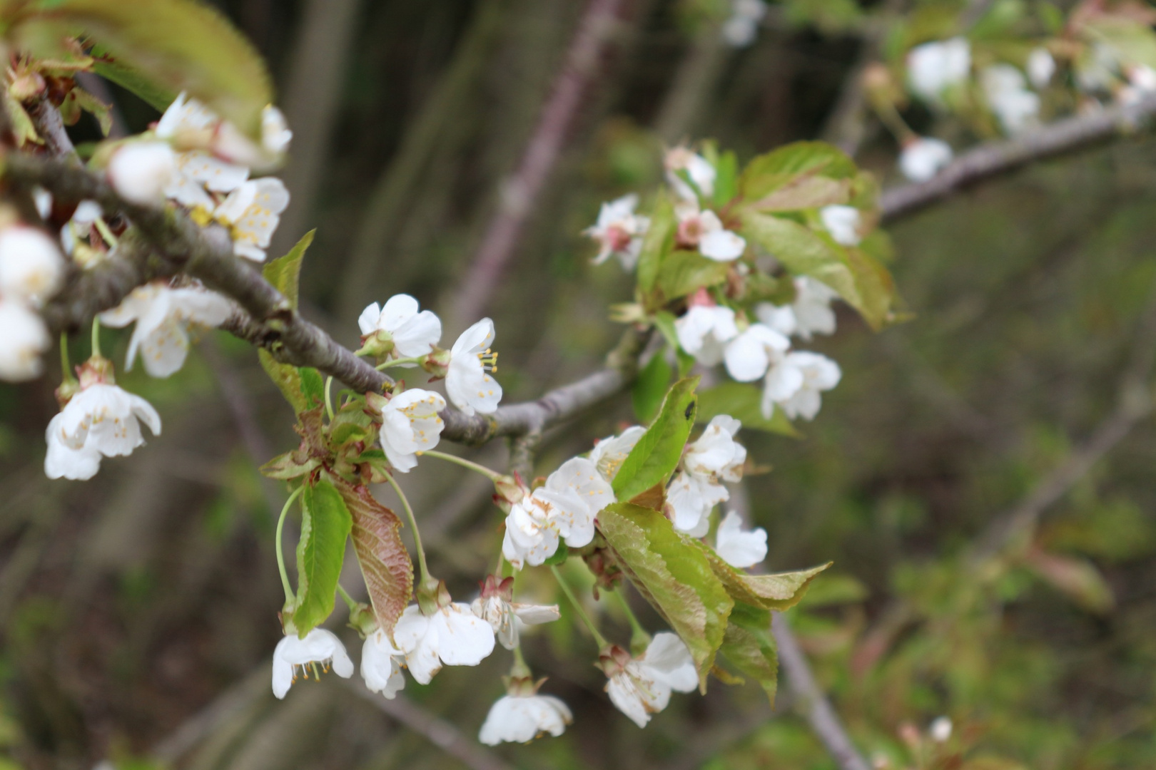 Der Frühling ist da