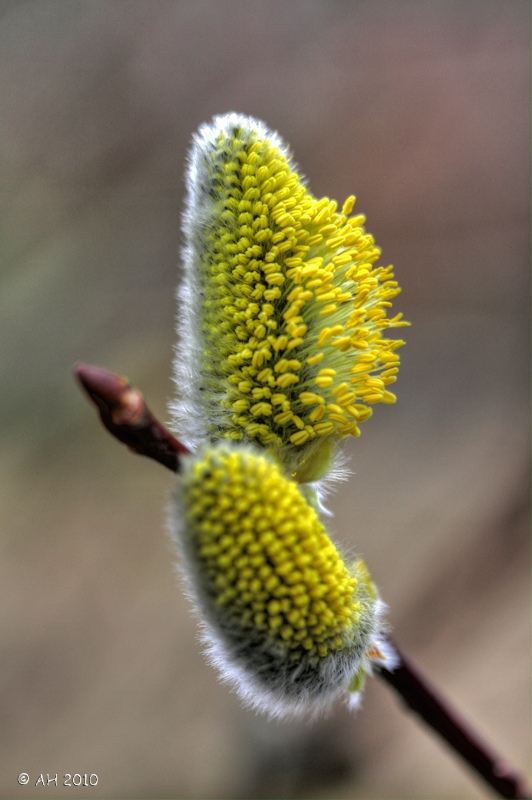 Der Frühling ist da!