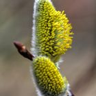 Der Frühling ist da!