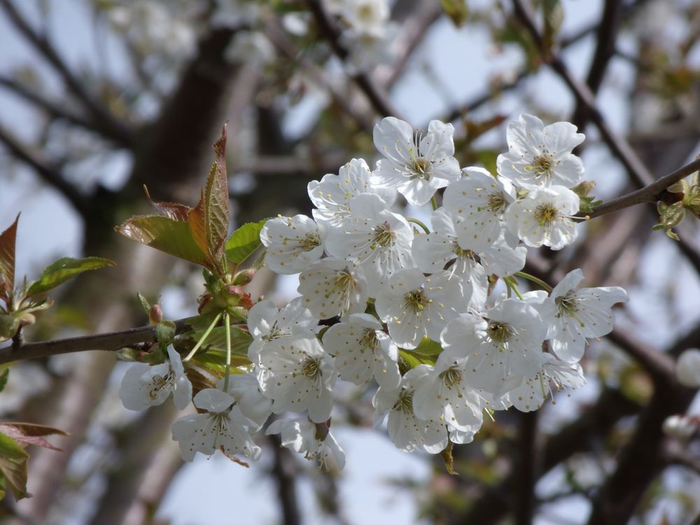 Der Frühling ist da..... von Michael Gö. 