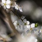 Der Frühling ist da!