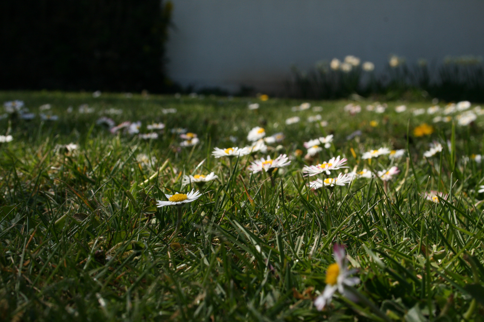 Der Frühling ist da !!