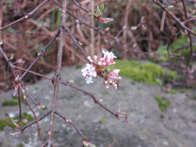 Der Frühling ist da!?