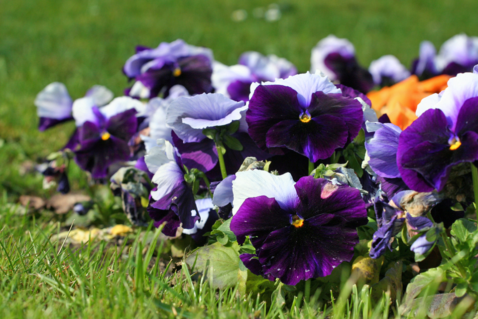 Der Frühling ist da...