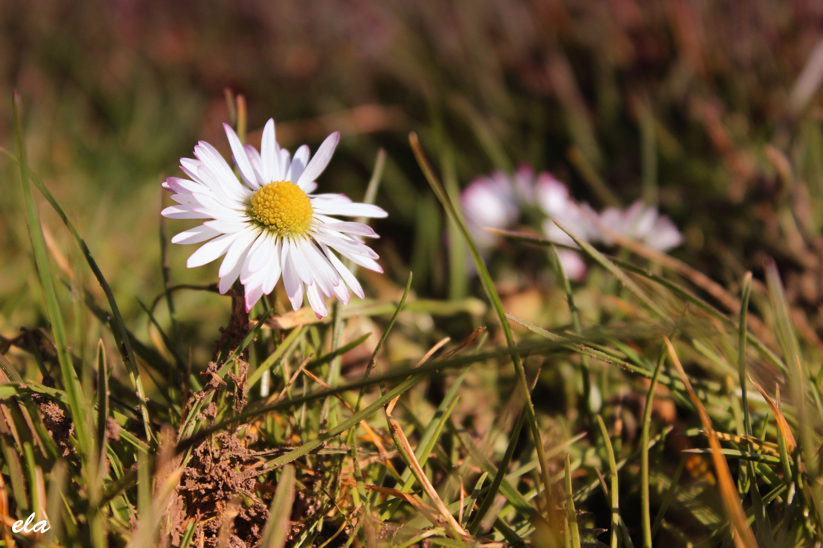 Der Frühling ist da!!!!