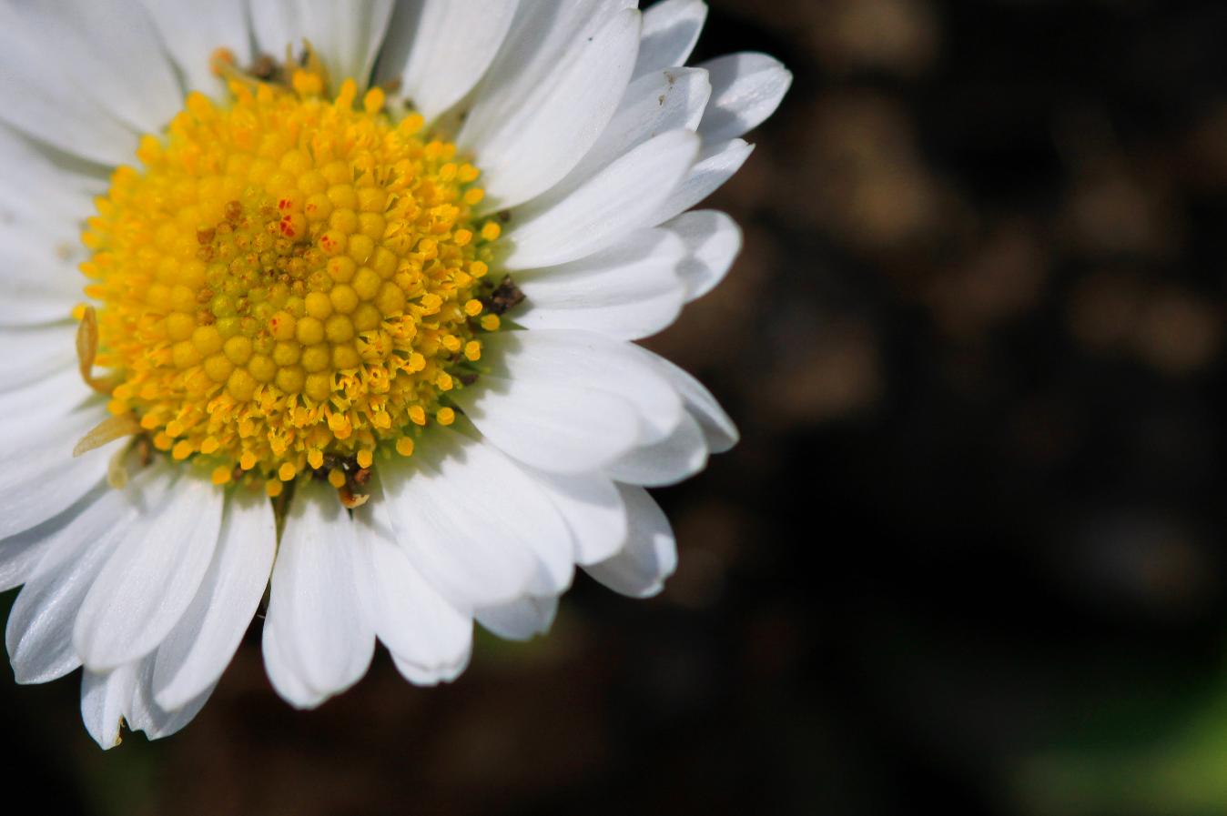 Der Frühling ist da...