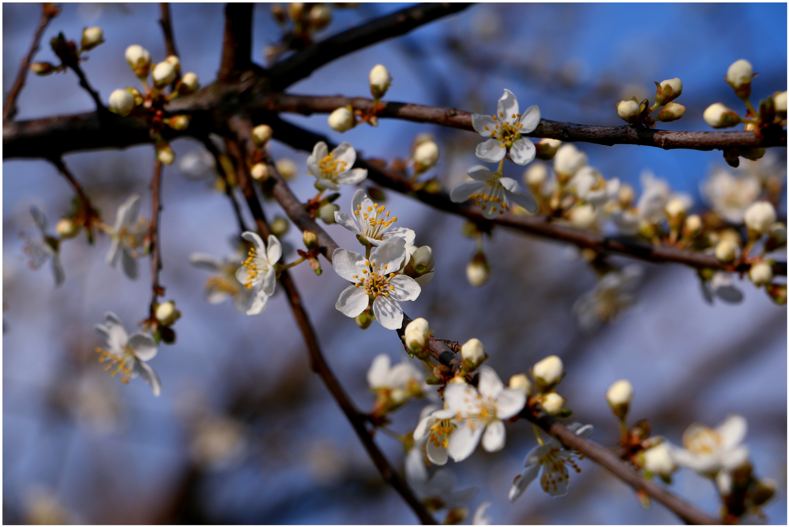 Der Frühling ist da...