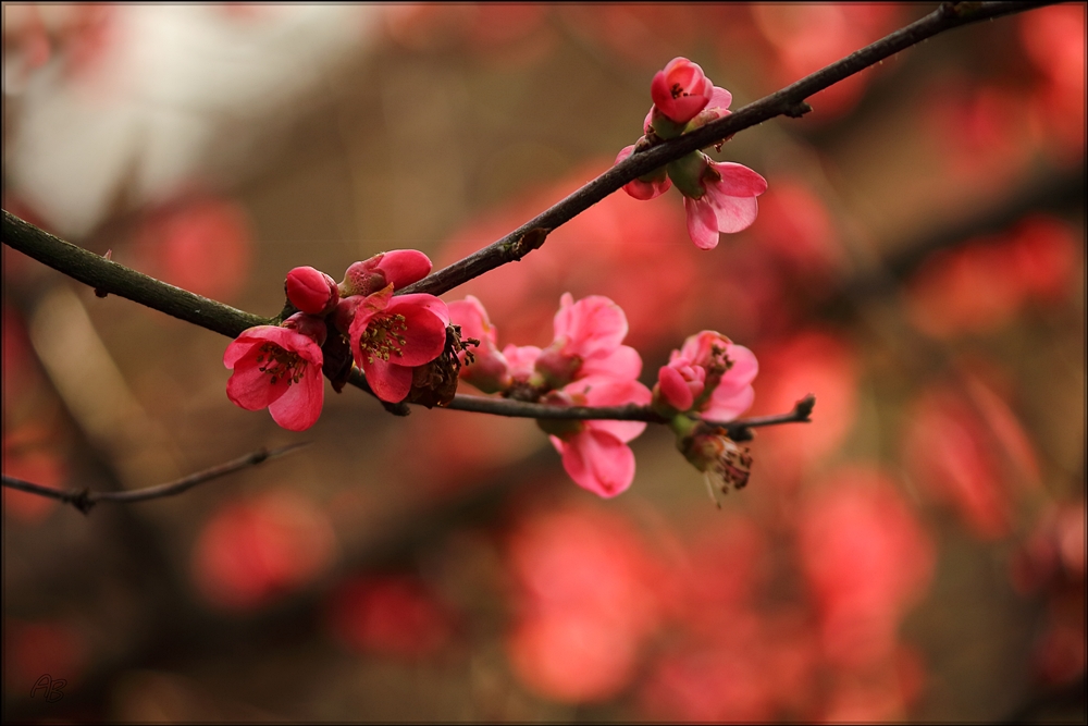 Der Frühling ist da....