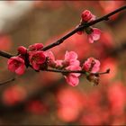 Der Frühling ist da....