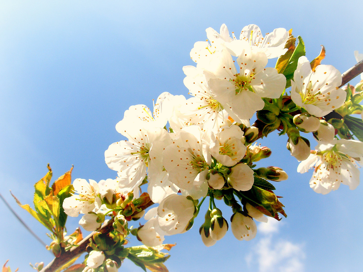 Der Frühling ist da.