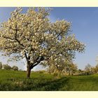 Der Frühling ist da