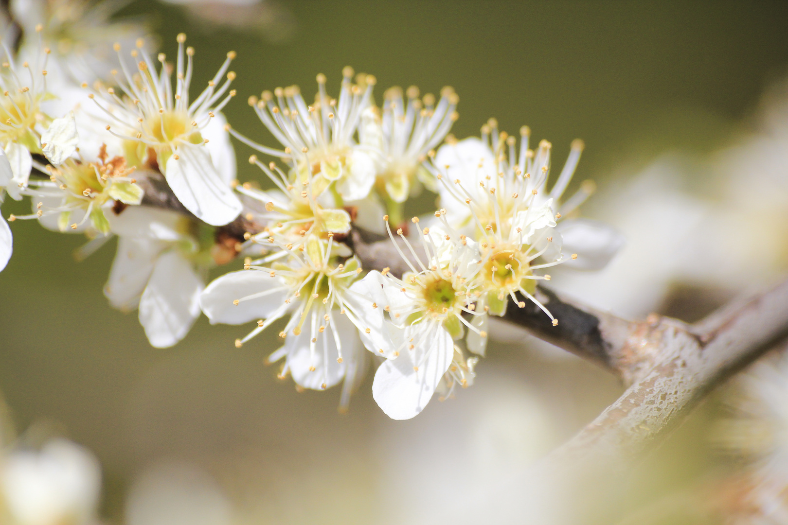 Der Frühling ist da