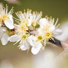 Der Frühling ist da