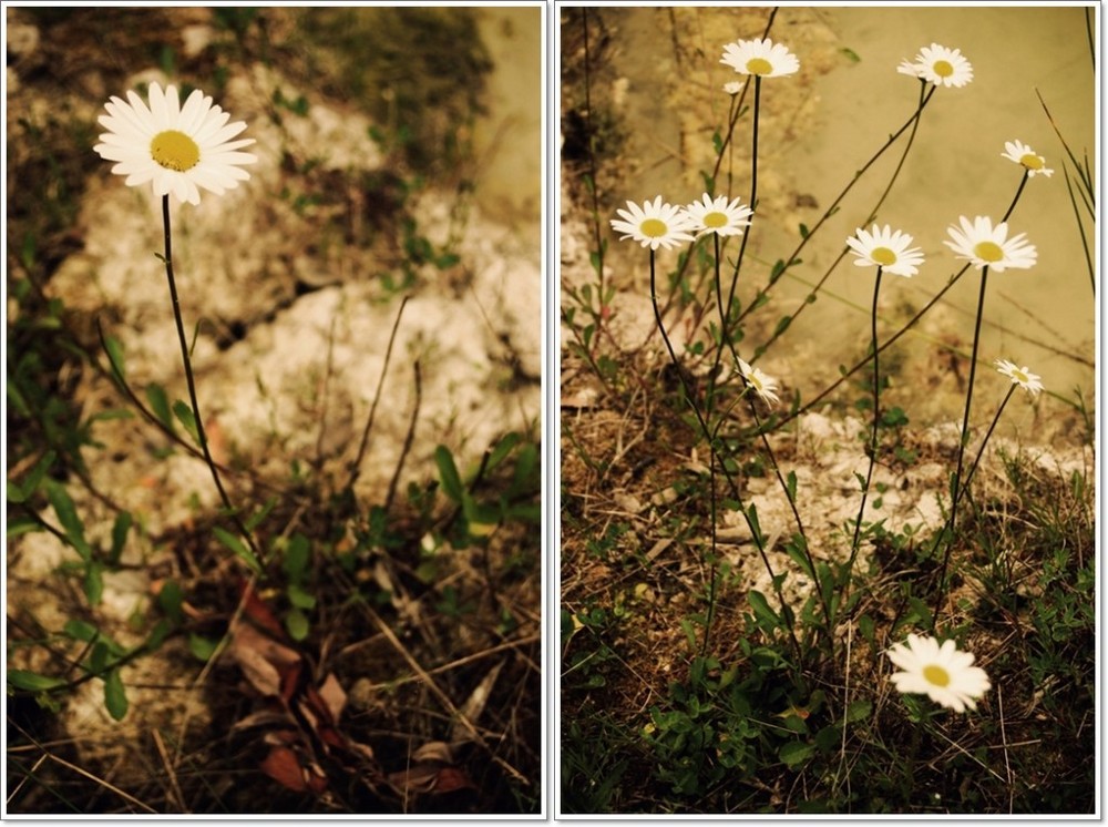 der frühling ist da