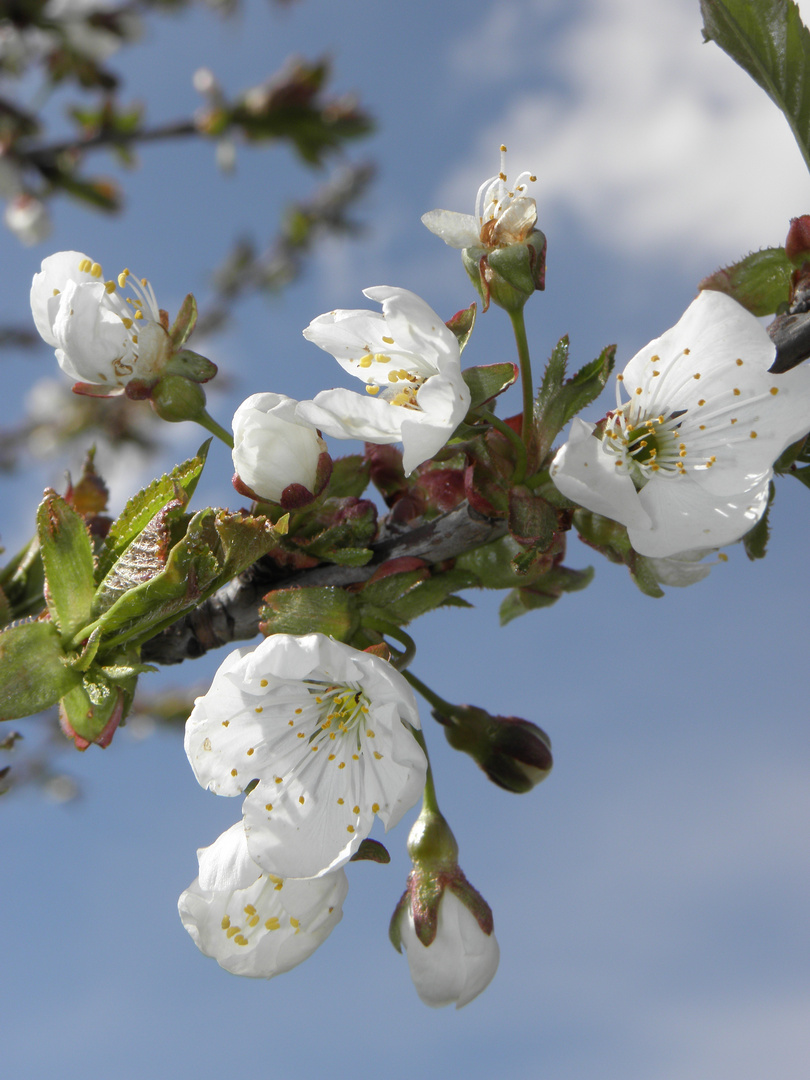 Der Frühling ist da :-)