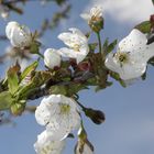 Der Frühling ist da :-)