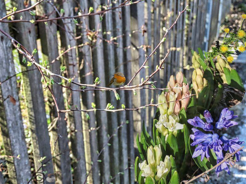 Der Frühling ist da....