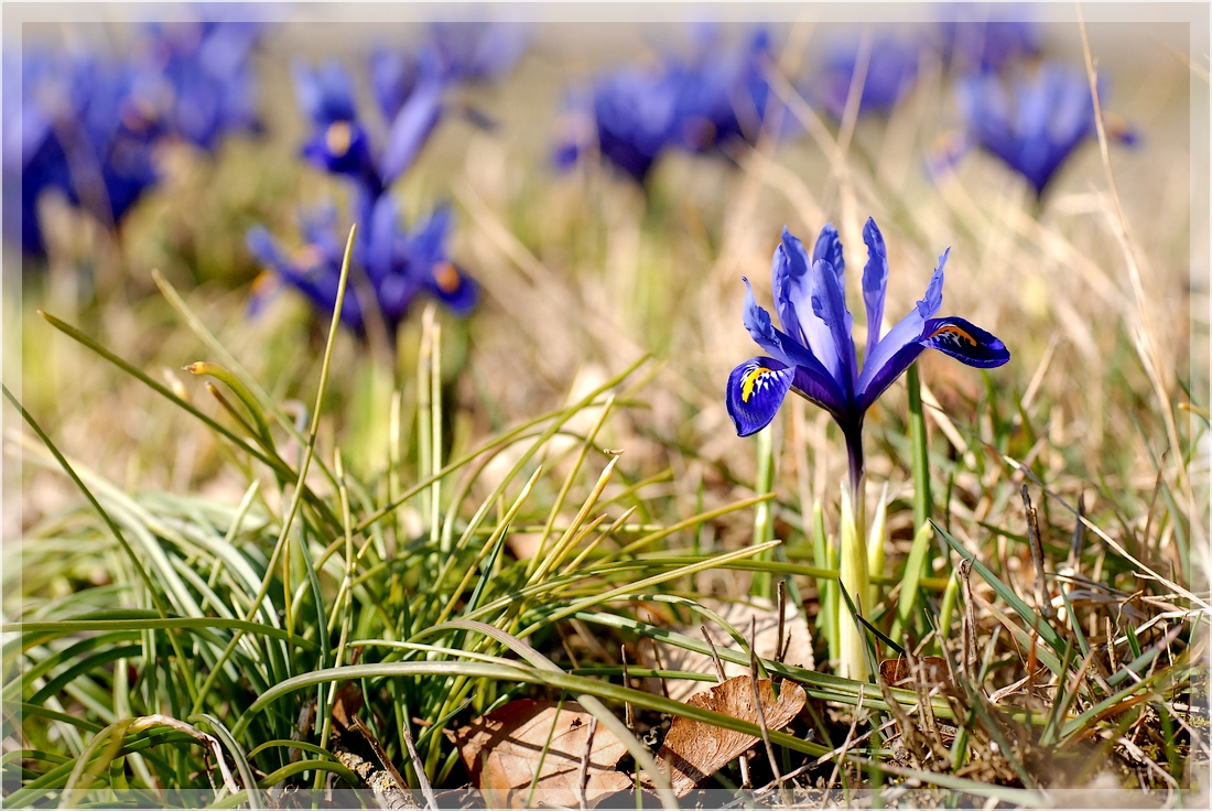 Der Frühling ist da!