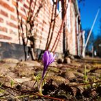 Der Frühling ist da