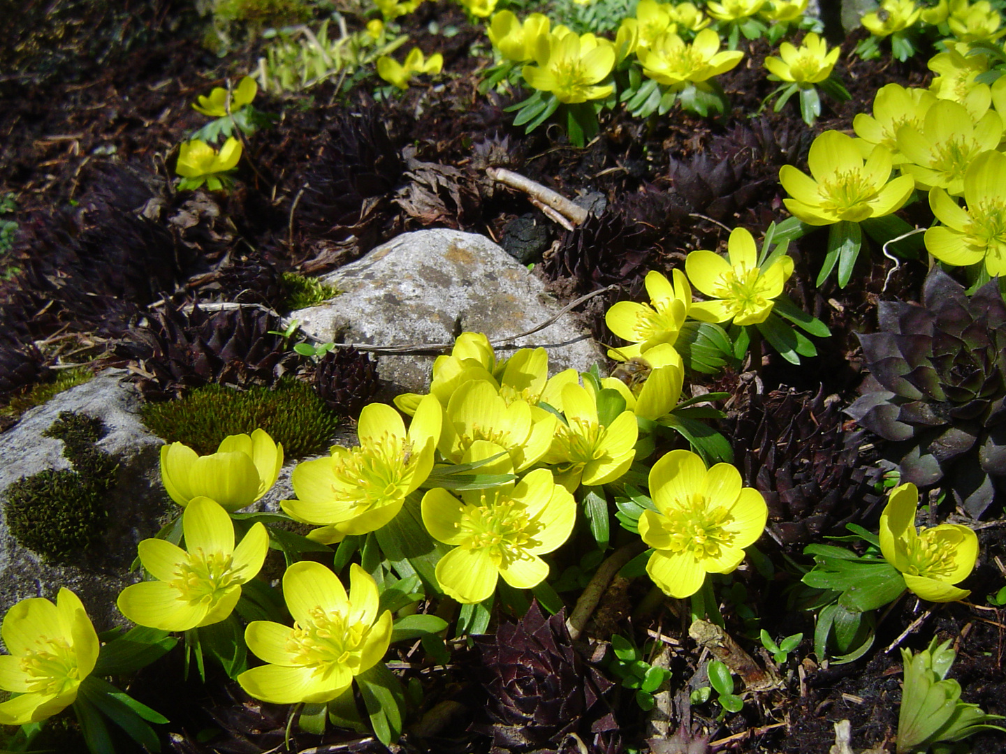 Der Frühling ist da!