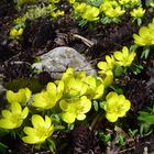 Der Frühling ist da!