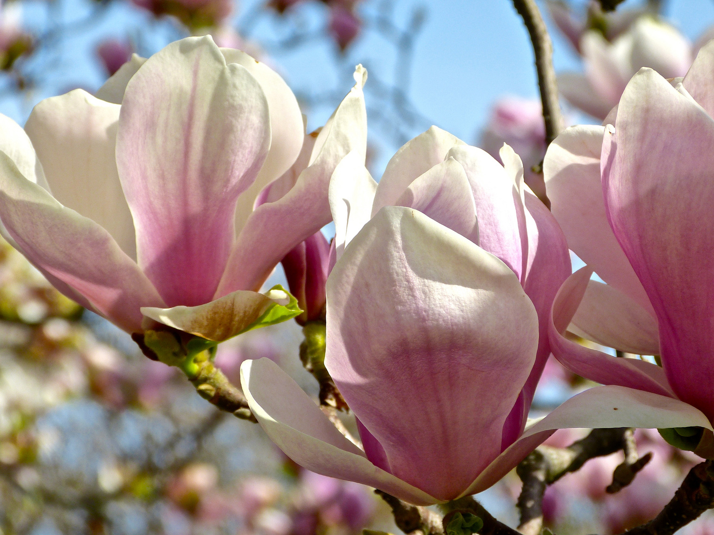 DER FRÜHLING IST DA !