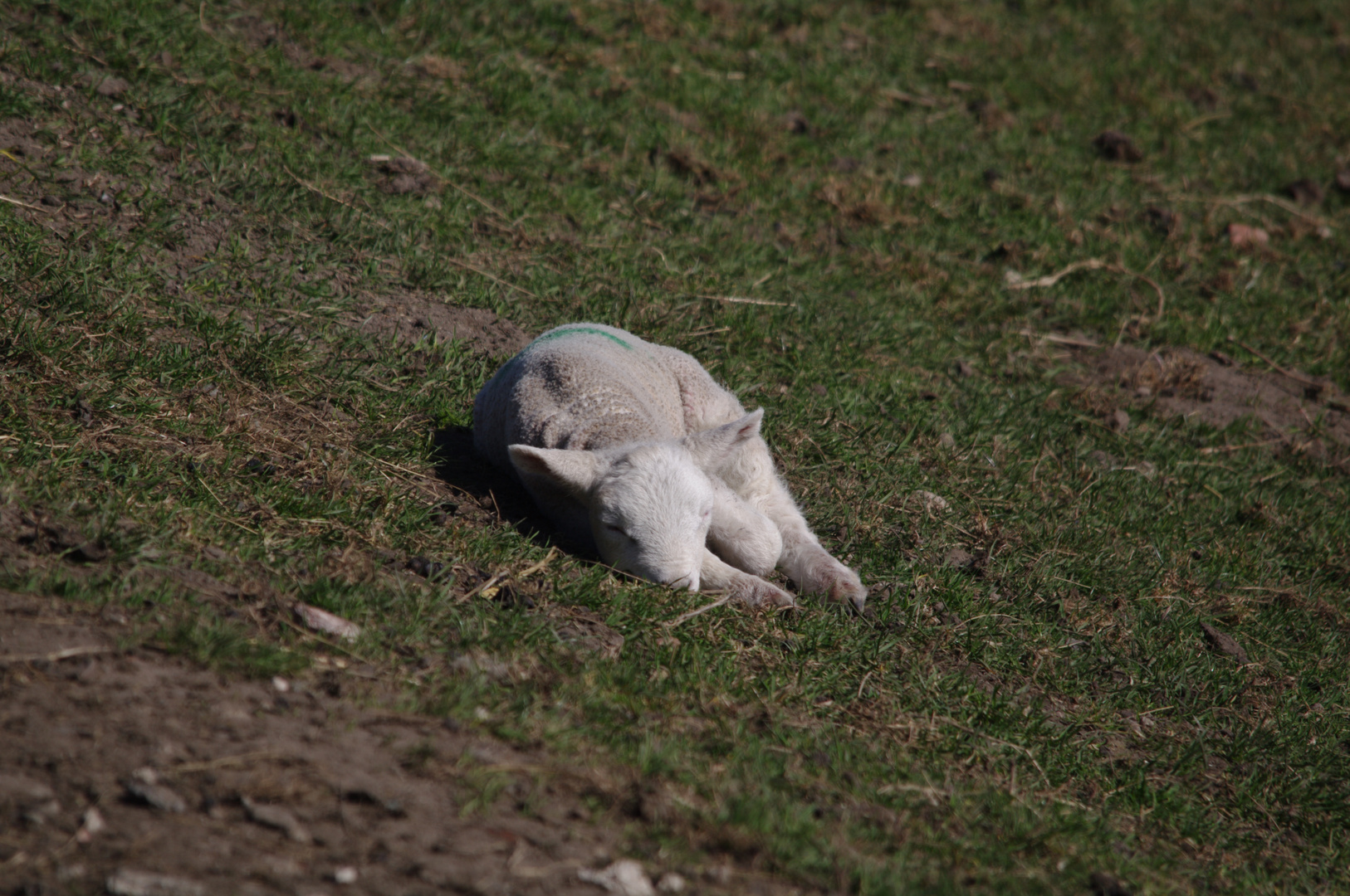 Der Frühling ist da