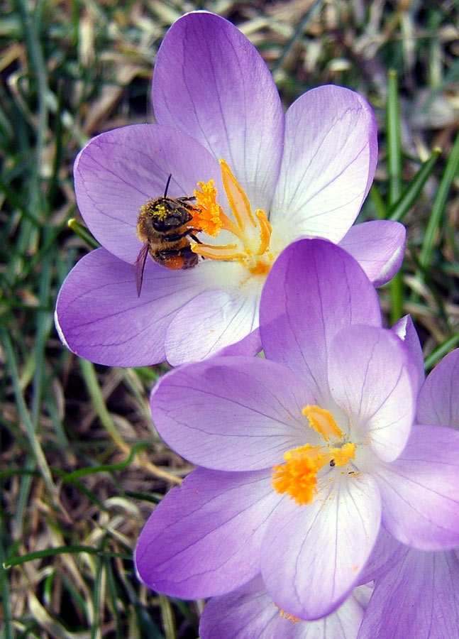 Der Frühling ist da!