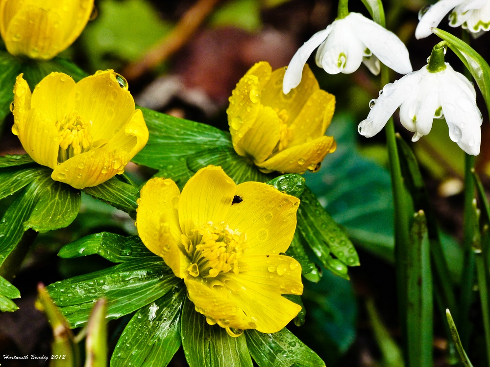 der Frühling ist da