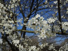 Der Frühling ist da..